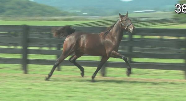 Standard Bred Yearlings